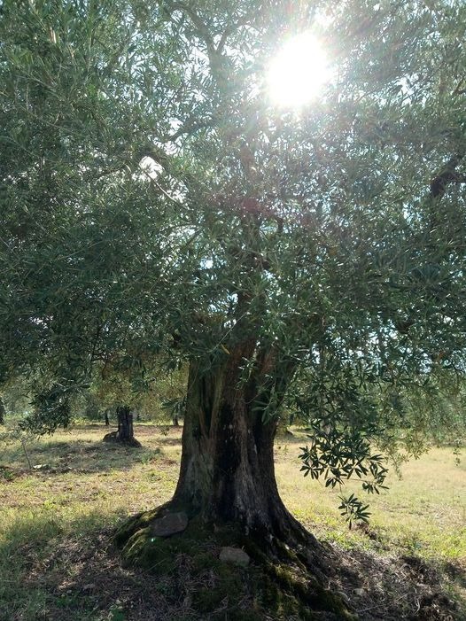 Riconoscimento della Oliva Marinese come “Prodotto Agroalimentare Tradizionale”