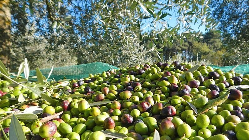 Olive irpine: Ravece