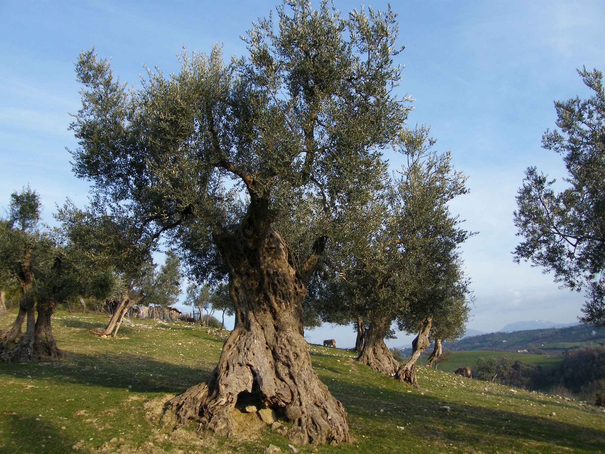 Olive irpine. La cacazzara